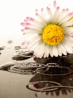 3200_11311885531.gif